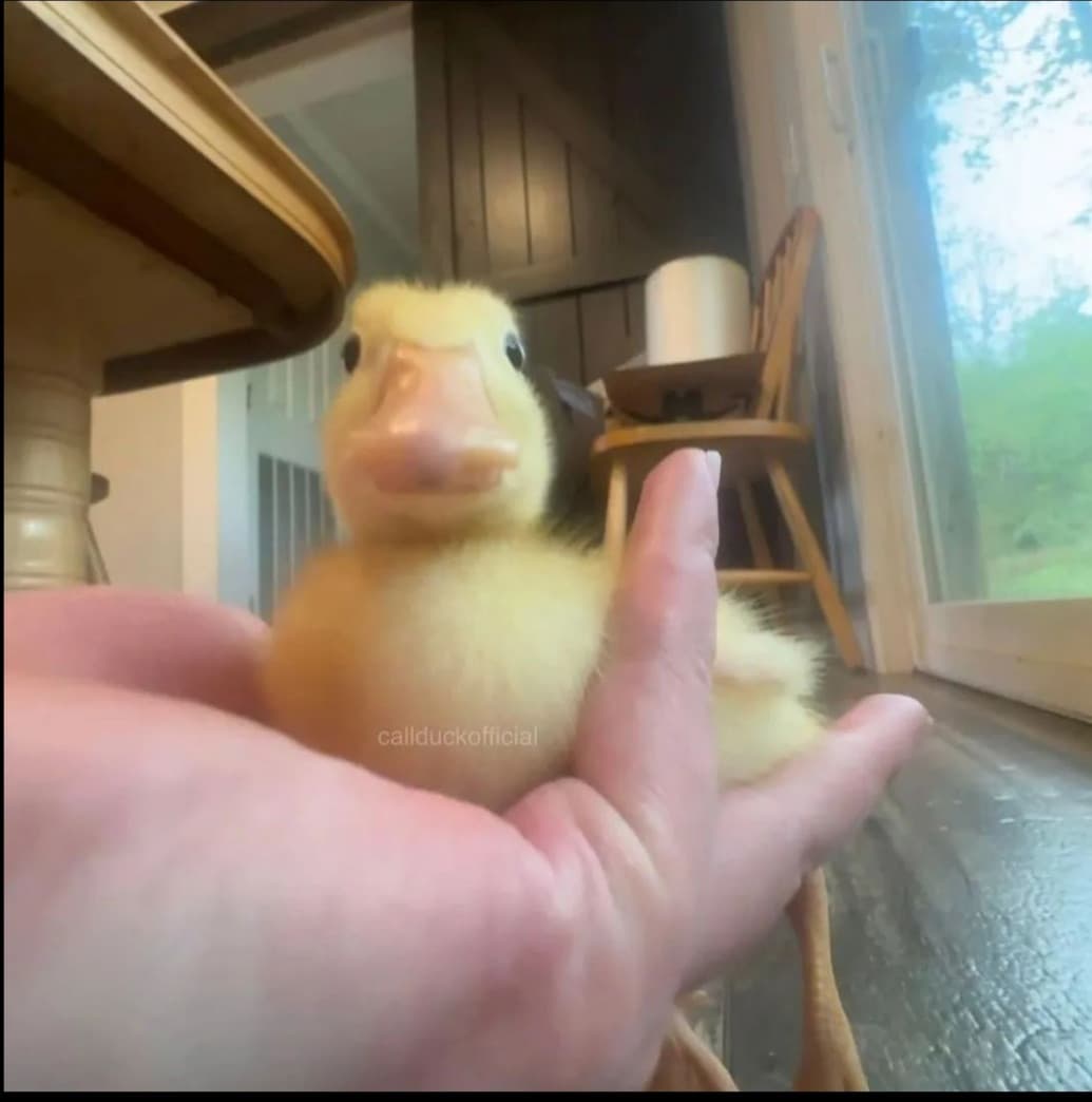 Se non fossi affezionato al mio nick, lo cambierei in Mr. Quack