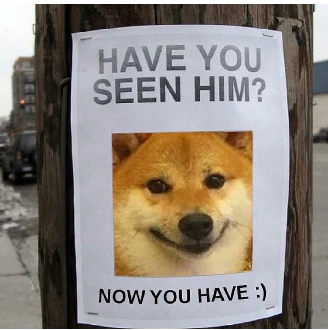 Qualcuno l'ha visto?