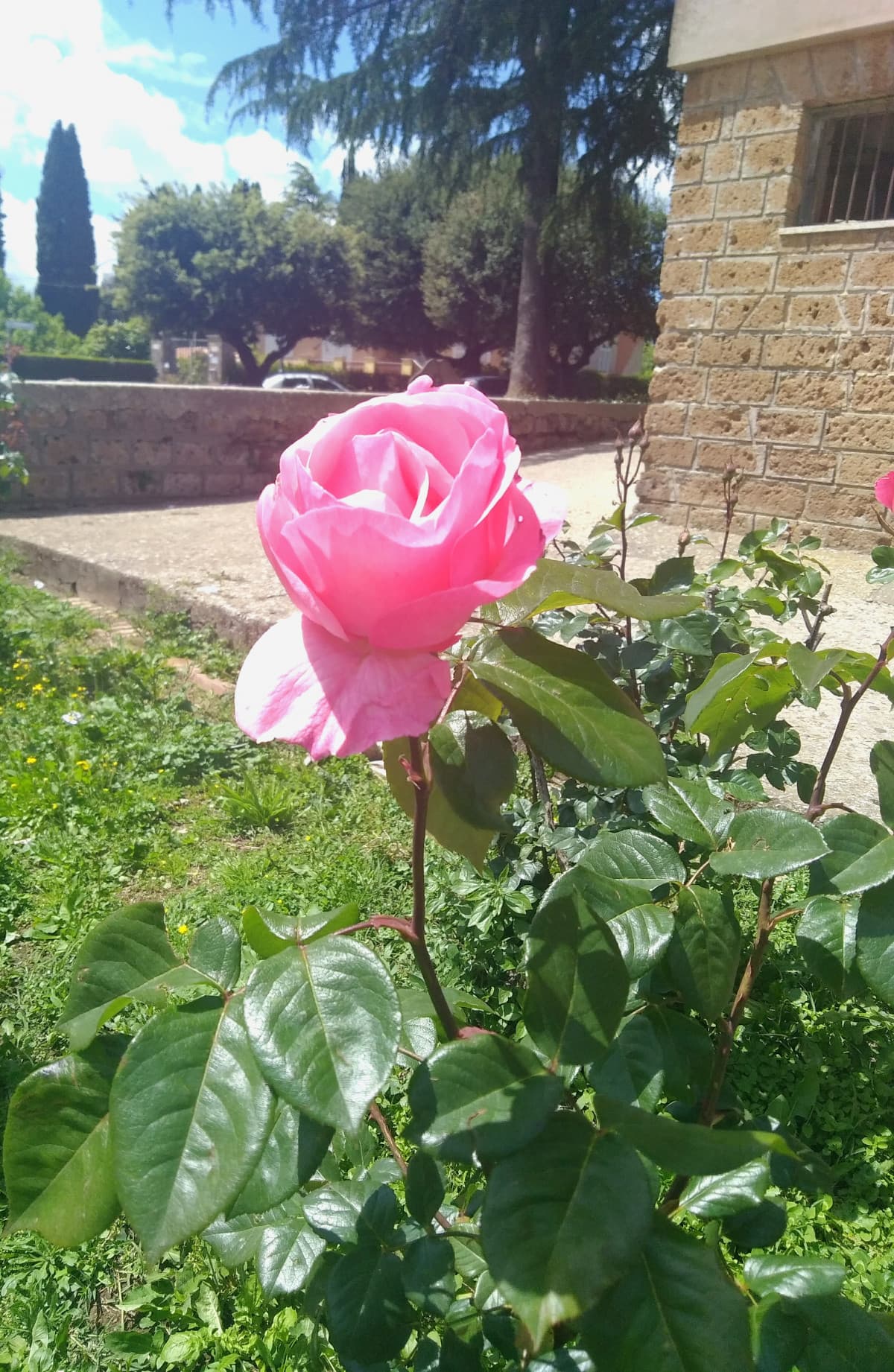 Oggi uscendo da scuola ho incontrato questa bellissima rosa rosa ?