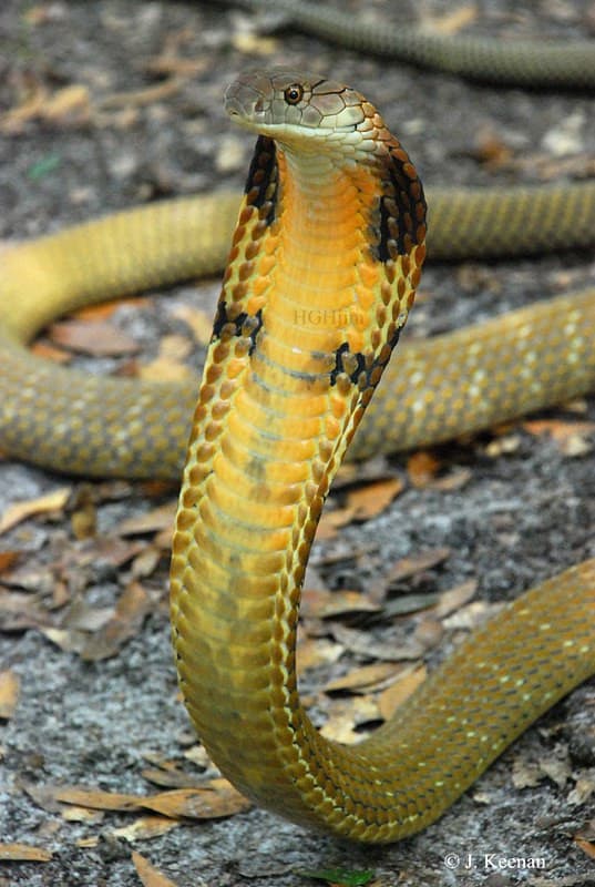 Per la nuova rubrica scientifica su insegreto ecco a voi... Ophiophagus hannah, il cobra reale: sapevate che questo serpente non è realmente un cobra? 