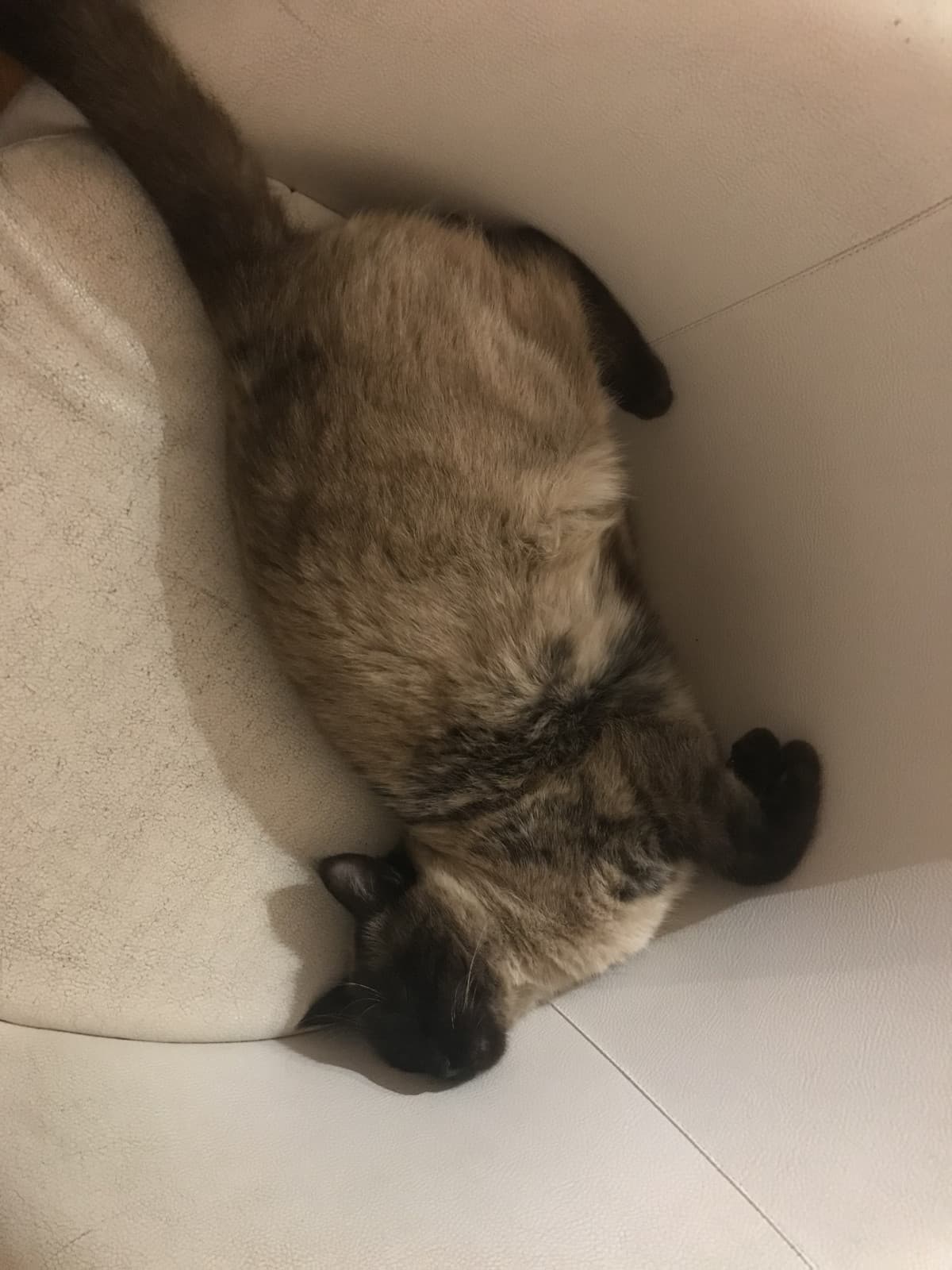 Vi prego, il mio gatto che dorme in questa posizione è troppo carino.