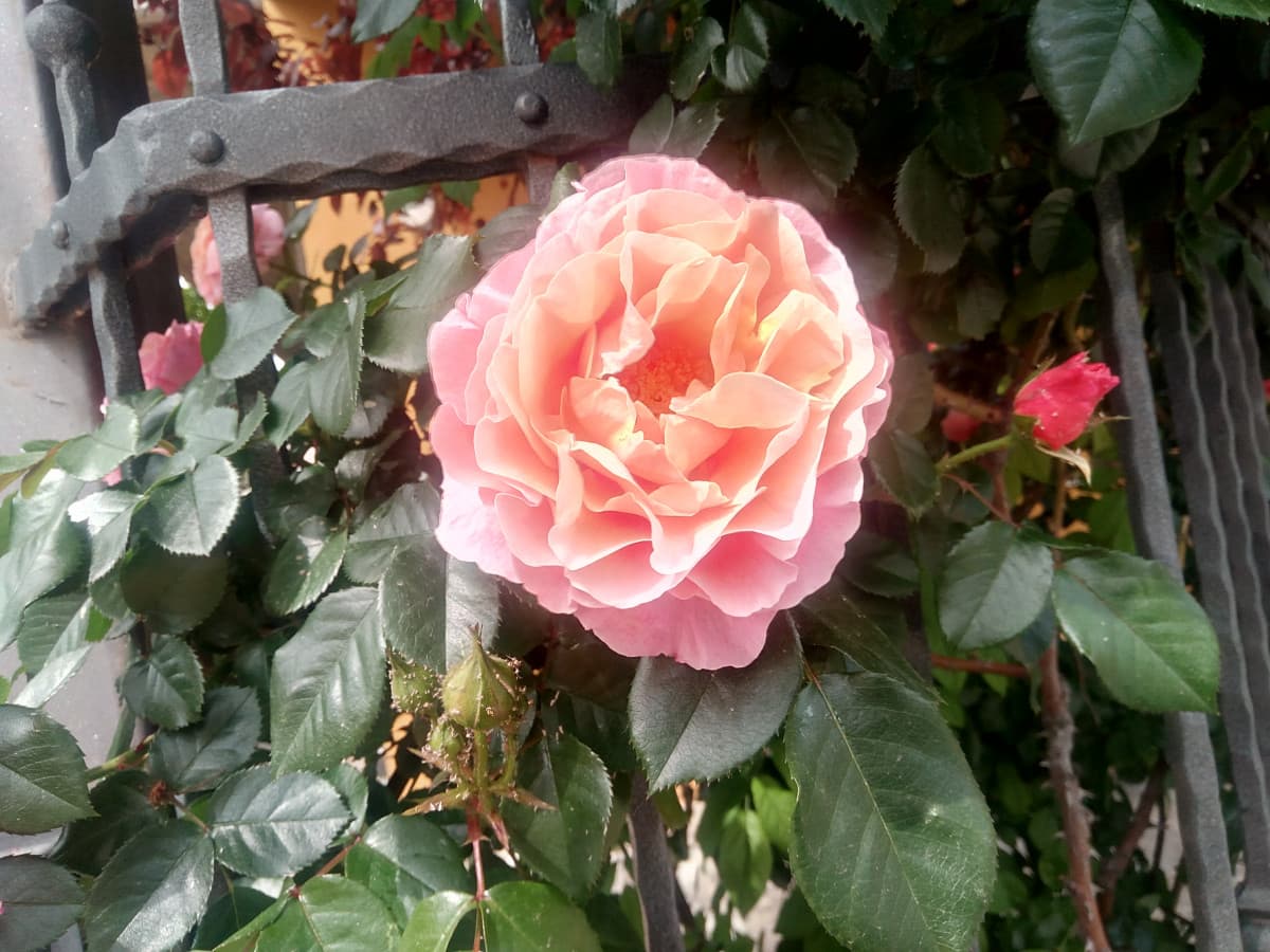 Vi piace? Gli ho fatto la foto io é una rosa della mia vicina di casa ?