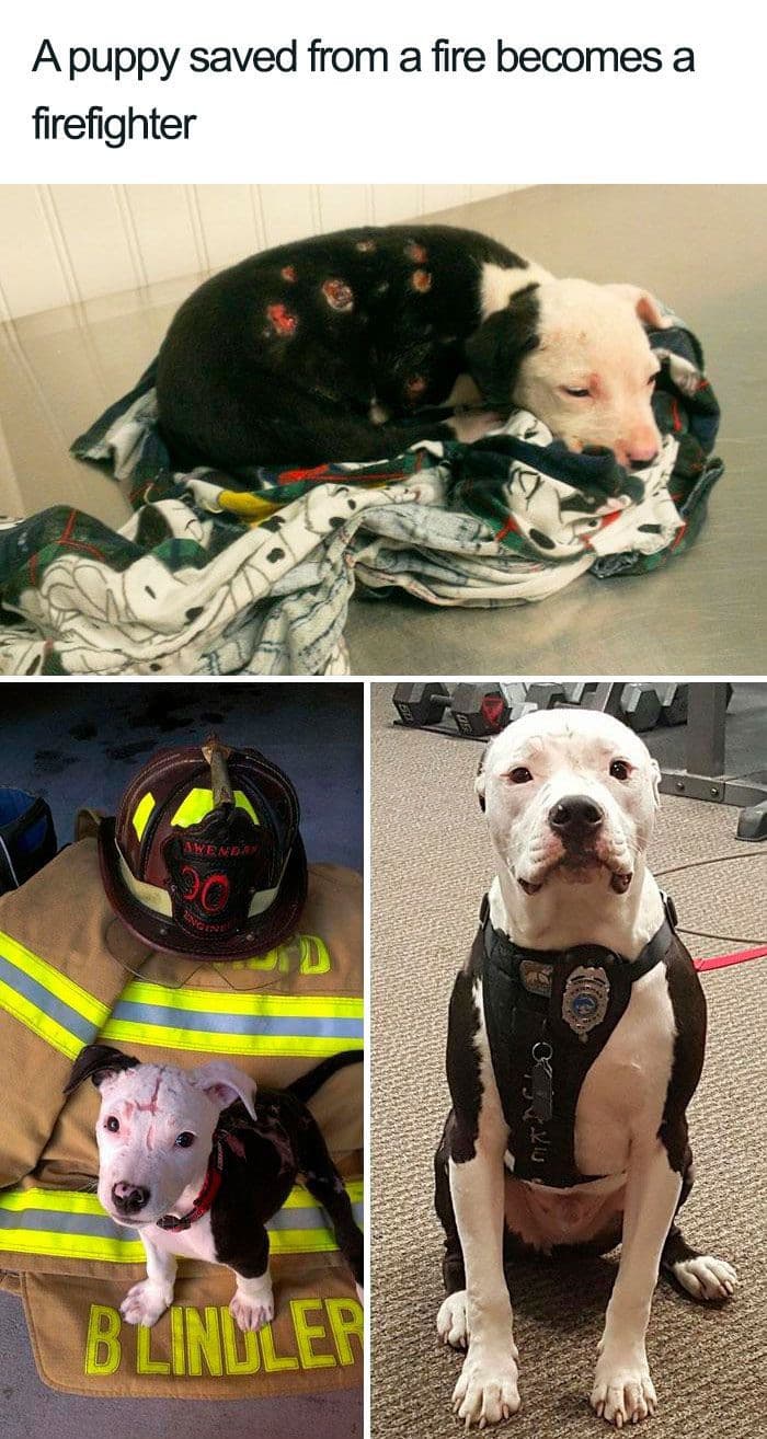 Un cane viene salvato da un incendio e diventa un cane pompiere?