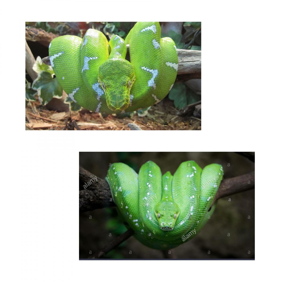 Morelia viridis e Corallus caninus