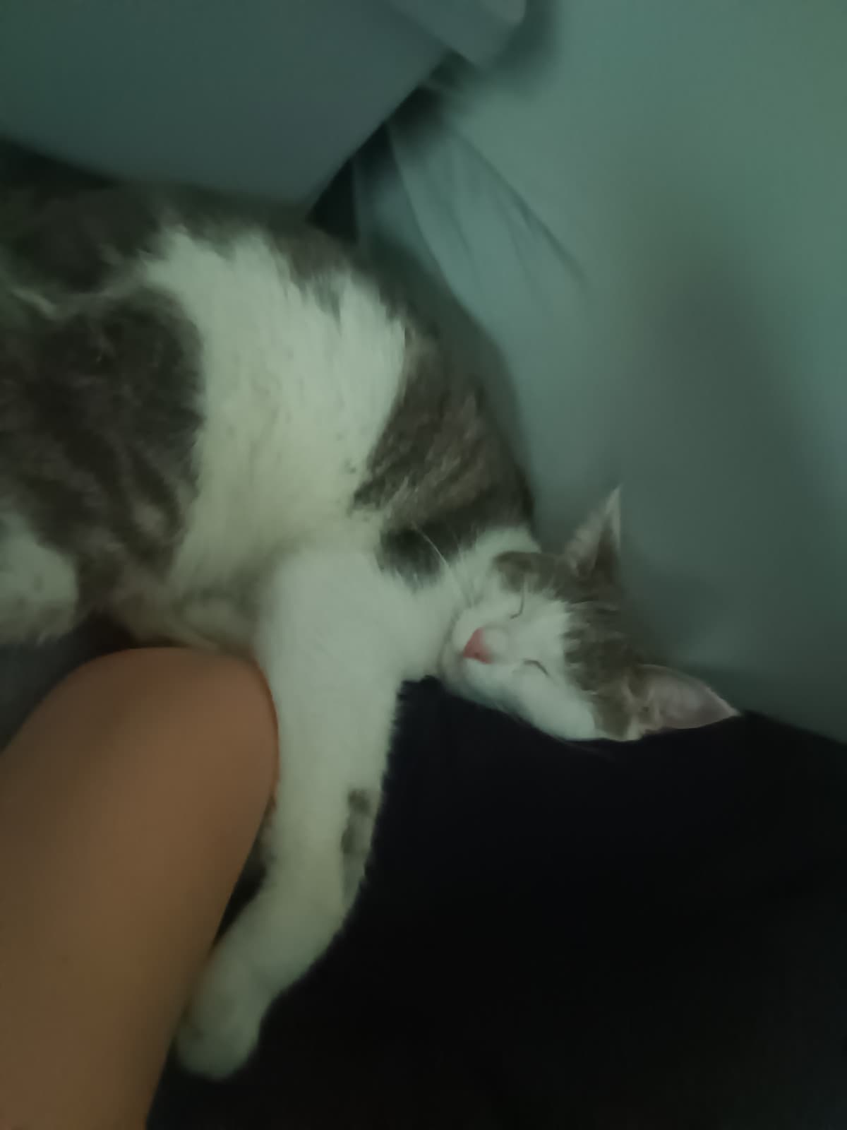 il mio gatto che dorme abbracciandomi