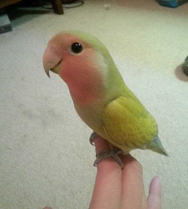 ecco a voi il pappagallo di Robby Bigbird