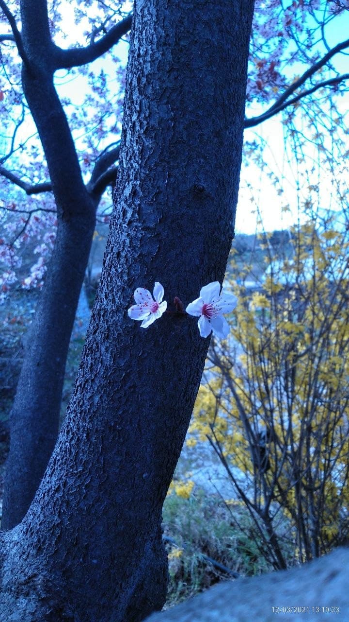 Primavera 