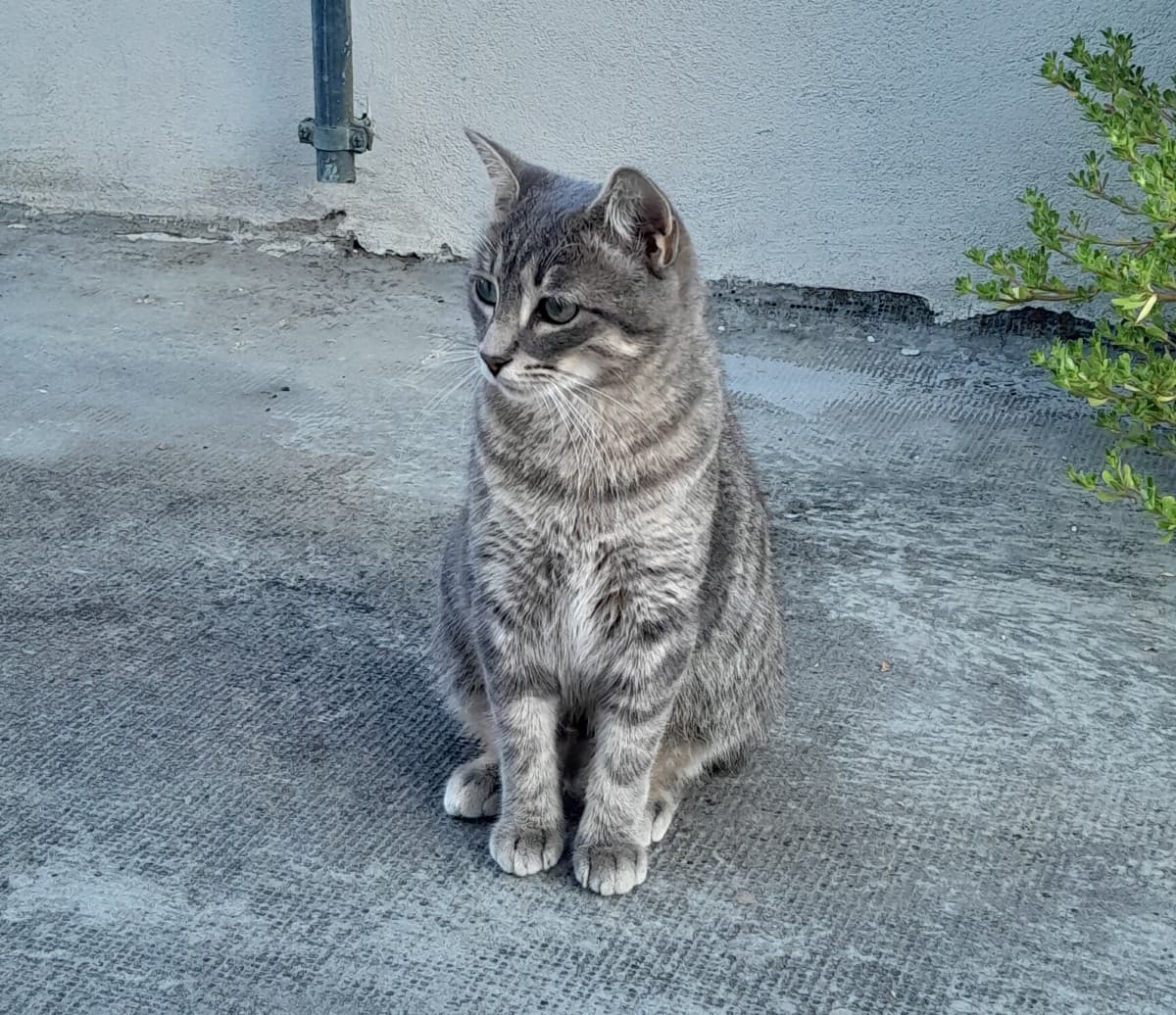 Orsetta vi augura un buongiorno