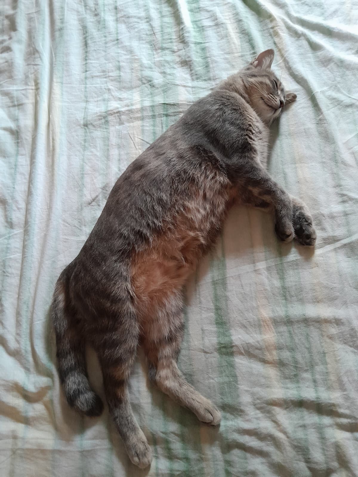 Bella la vita da gatta di casa