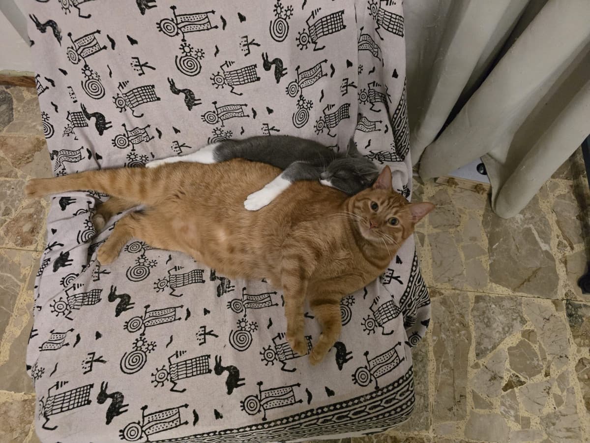Auguri al ginger cat di casa 🧡